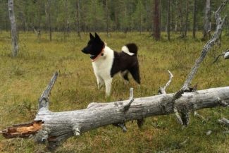 Primele norme UE pentru protejarea pisicilor şi câinilor împotriva abuzurilor: Microciparea obligatorie, interzicerea reproducţiei animalelor cu trăsături conformaţionale excesive