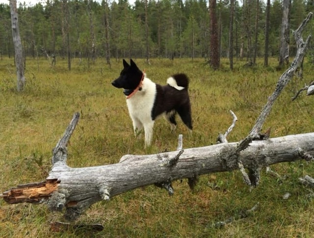 Primele norme UE pentru protejarea pisicilor şi câinilor împotriva abuzurilor: Microciparea obligatorie, interzicerea reproducţiei animalelor cu trăsături conformaţionale excesive