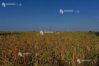 Numărul insolvențelor din agricultură a crescut cu 181,8% în primul trimestru al anului 2026 (analiză)