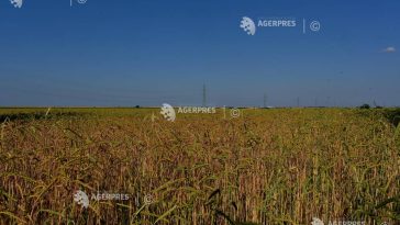 Numărul insolvențelor din agricultură a crescut cu 181,8% în primul trimestru al anului 2026 (analiză)