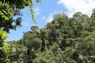 Declinul pădurilor tropicale încetinește (studiu)