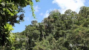 Declinul pădurilor tropicale încetinește (studiu)