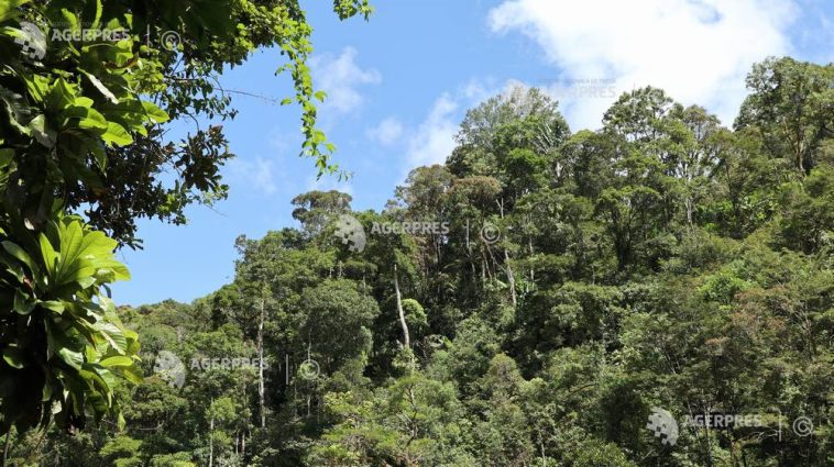 Declinul pădurilor tropicale încetinește (studiu)