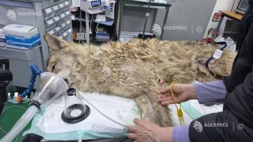 Coreea de Sud/ Un lup scăpat de la o grădină zoologică, capturat după nouă zile