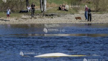 Norvegia / O beluga, reperată într-un râu din apropiere de Oslo