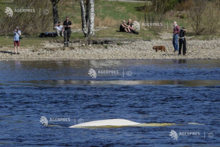 Norvegia / O beluga, reperată într-un râu din apropiere de Oslo