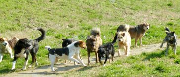 Ilfov: Directorul Protecției Animalelor propune patrule de noapte cu polițiști și jandarmi privind câinii abandonați