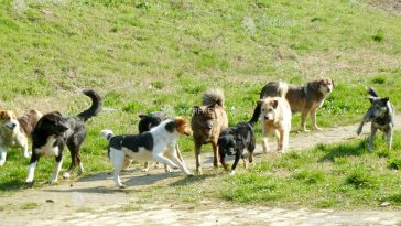 Ilfov: Directorul Protecției Animalelor propune patrule de noapte cu polițiști și jandarmi privind câinii abandonați