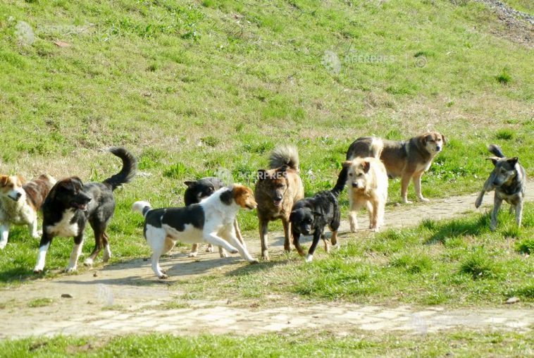Ilfov: Directorul Protecției Animalelor propune patrule de noapte cu polițiști și jandarmi privind câinii abandonați