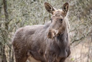 Patru exemplare de elan, animal considerat „inginer de ecosistem”, au sosit în Parcul Natural Vânători Neamţ