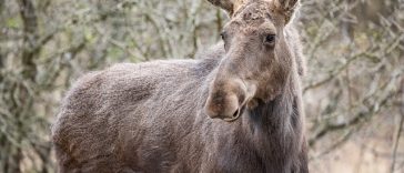 Patru exemplare de elan, animal considerat „inginer de ecosistem”, au sosit în Parcul Natural Vânători Neamţ