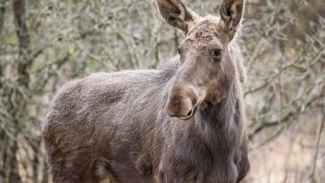 Patru exemplare de elan, animal considerat „inginer de ecosistem”, au sosit în Parcul Natural Vânători Neamţ