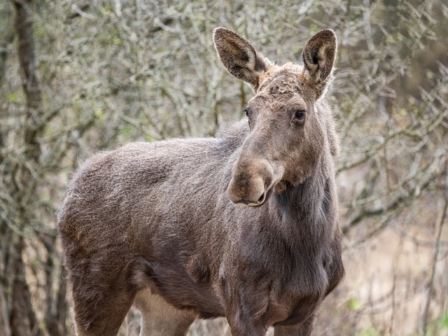 Patru exemplare de elan, animal considerat „inginer de ecosistem”, au sosit în Parcul Natural Vânători Neamţ