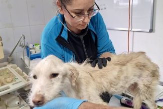 Zeci de animale aflate într-o stare de sănătate precară, salvate dintr-un imobil din sectorul 3 al Capitalei. Câini bolnavi, fără blană şi malnutriţi, preluaţi de o asociaţie pentru protecţia animalelor – FOTO