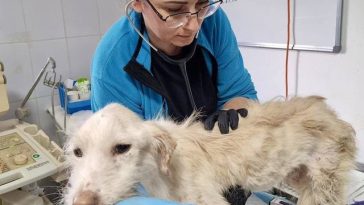 Zeci de animale aflate într-o stare de sănătate precară, salvate dintr-un imobil din sectorul 3 al Capitalei. Câini bolnavi, fără blană şi malnutriţi, preluaţi de o asociaţie pentru protecţia animalelor – FOTO