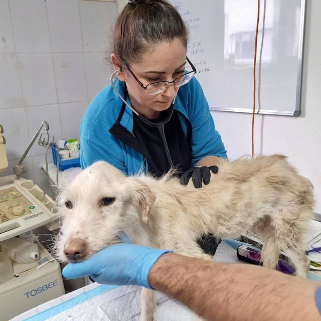 Zeci de animale aflate într-o stare de sănătate precară, salvate dintr-un imobil din sectorul 3 al Capitalei. Câini bolnavi, fără blană şi malnutriţi, preluaţi de o asociaţie pentru protecţia animalelor – FOTO