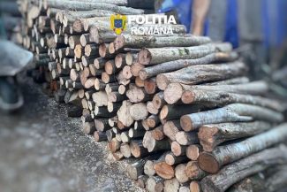 Peste 20 de percheziţii în două comune şi un oraş din Mureş, într-un dosar penal vizând infracţiuni silvice/ Două reţineri, şase mandate de aducere şi confiscări de lemne şi echipamente