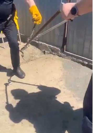 Tulcea: Jandarmii au scos un şarpe din compartimentul motor al unui autoturism, unde se ascunsese în zona grilei de aerisire / El a fost eliberat apoi în mediul natural – VIDEO