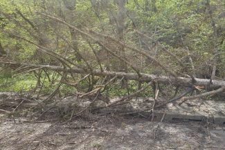 Vântul puternic a doborât copaci în mai multe zone/Intervenţii ale pompierilor în Neamţ şi Satu Mare