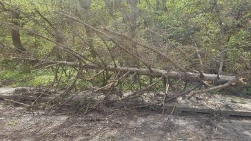 Vântul puternic a doborât copaci în mai multe zone/Intervenţii ale pompierilor în Neamţ şi Satu Mare