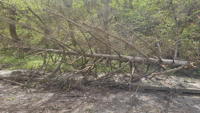 Vântul puternic a doborât copaci în mai multe zone/Intervenţii ale pompierilor în Neamţ şi Satu Mare
