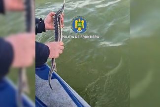 Tulcea: Patru sturioni, descoperiţi de poliţiştii de frontieră în plase de pescuit, eliberaţi în Marea Neagră – FOTO