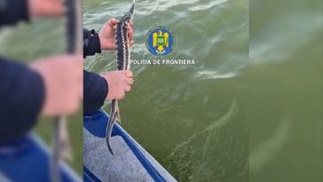 Tulcea: Patru sturioni, descoperiţi de poliţiştii de frontieră în plase de pescuit, eliberaţi în Marea Neagră – FOTO