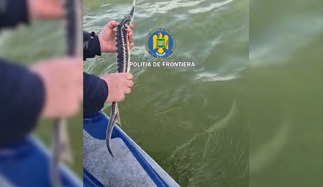 Tulcea: Patru sturioni, descoperiţi de poliţiştii de frontieră în plase de pescuit, eliberaţi în Marea Neagră – FOTO