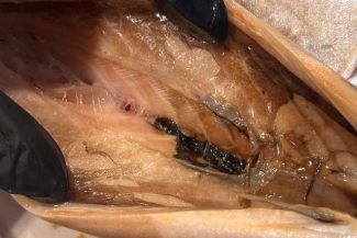 Amenzi de milioane de lei, date de comisarii de la Protecţia Consumatorilor, în urma unor controale care au vizat în special comerţul cu peşte – FOTO