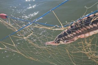 Şase sturioni, cinci delfini şi un rechin prinşi în plase ilegale, la Marea Neagră, salvaţi de către poliţiştii de frontieră – FOTO