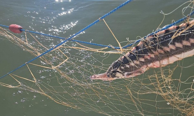 Şase sturioni, cinci delfini şi un rechin prinşi în plase ilegale, la Marea Neagră, salvaţi de către poliţiştii de frontieră – FOTO