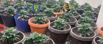 Culturi in-door de canabis descoperite de poliţiştii de frontieră/ Un bărbat reţinut şi o femeie sub control judiciar/ Seminţele de canabis, aduse din Olanda cu avionul/ Ce au găsit anchetatorii la percheziţiile făcute – VIDEO, FOTO