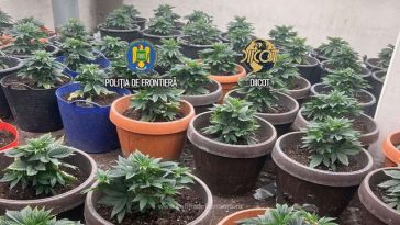 Culturi in-door de canabis descoperite de poliţiştii de frontieră/ Un bărbat reţinut şi o femeie sub control judiciar/ Seminţele de canabis, aduse din Olanda cu avionul/ Ce au găsit anchetatorii la percheziţiile făcute – VIDEO, FOTO