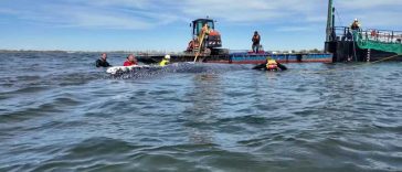 Operațiunea de remorcare a balenei ”Timmy” continuă miercuri în apele din largul coastelor Danemarcei