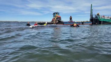 Operațiunea de remorcare a balenei ”Timmy” continuă miercuri în apele din largul coastelor Danemarcei