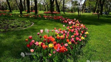 Dolj: Primăria Craiova a lansat licitația de aproape 47 milioane lei pentru înființarea Parcului Cernele