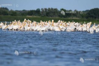 Tulcea: Turele de birdwatching și fotografie în Deltă, tot mai căutate