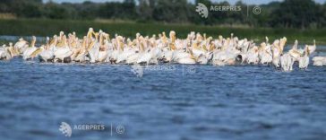 Tulcea: Turele de birdwatching și fotografie în Deltă, tot mai căutate