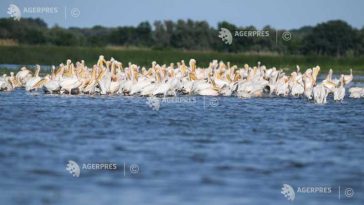 Tulcea: Turele de birdwatching și fotografie în Deltă, tot mai căutate
