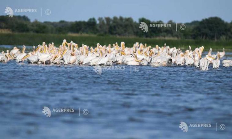 Tulcea: Turele de birdwatching și fotografie în Deltă, tot mai căutate