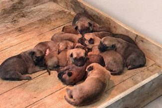 Sibiu: 11 pui de Malinois s-au născut la Centrul Chinologic al Poliției Române