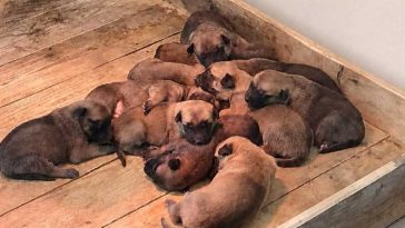 Sibiu: 11 pui de Malinois s-au născut la Centrul Chinologic al Poliției Române