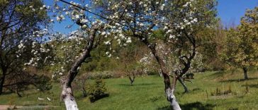 Maramureș: Temperaturile scăzute de la sfârșitul lunii aprilie au afectat culturile pomicole