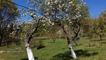 Maramureș: Temperaturile scăzute de la sfârșitul lunii aprilie au afectat culturile pomicole