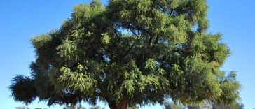 10 mai – Ziua internațională a arborelui de argan