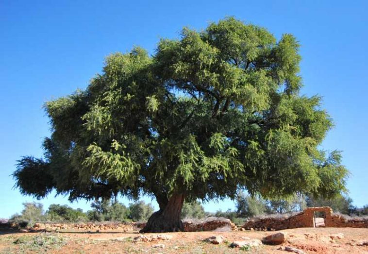 10 mai – Ziua internațională a arborelui de argan