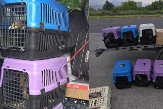 Giurgiu: Nouă bulgari depistați de polițiștii de frontieră în timp ce transportau 47 de păsări exotice, fără documente