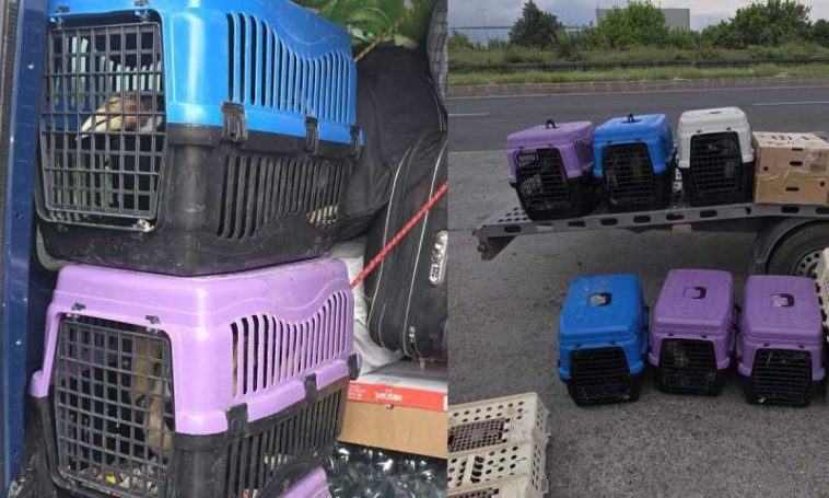 Giurgiu: Nouă bulgari depistați de polițiștii de frontieră în timp ce transportau 47 de păsări exotice, fără documente