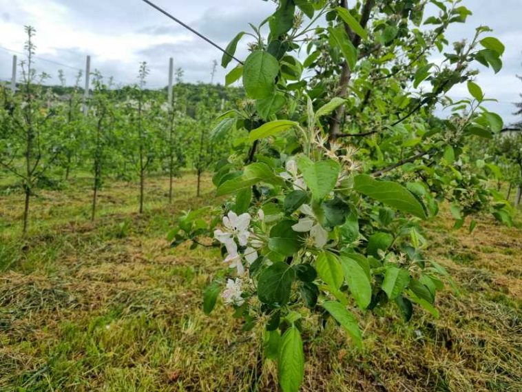 Dâmbovița: Soiul Renet – regele merelor pentru plăcinte, recomandarea Stațiunii de Cercetare-Dezvoltare pentru Pomicultură Voinești