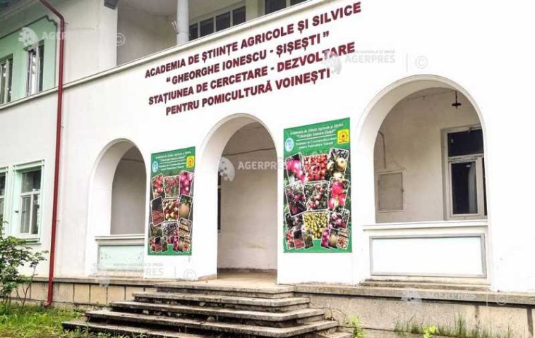 Dâmbovița: De la simbol al livezilor românești la soi sensibil – destinul mărului Frumosul de Voinești